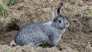 Chinchilla rabbit