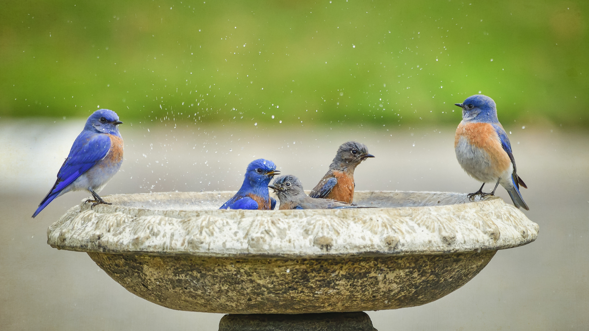 Group of Western Bluebirds enjoying a morning birdbath
