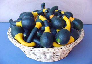 Koshare Yellow gourds are small and broadly striped with dark green and gold bands. Their unique "spoon" shape is reminiscent of a goose.