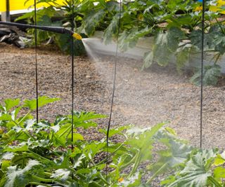 Fertilizer being sprayed onto the foliage of plants in a greenhouse