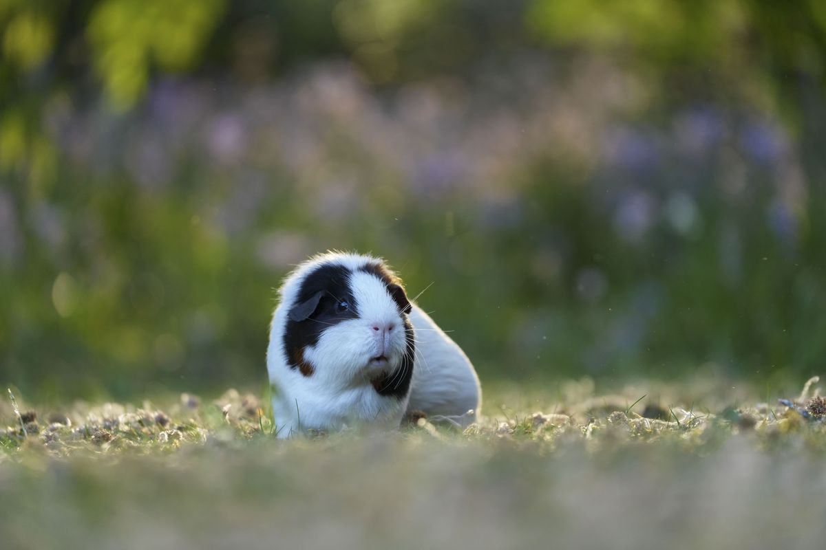 A guinea pig on a grass lawn at golden hour, there are bright flowers behind it