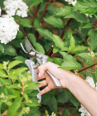 A hand holding a silver pair of pruners in front of a green bush with a white hydrangea flower above it