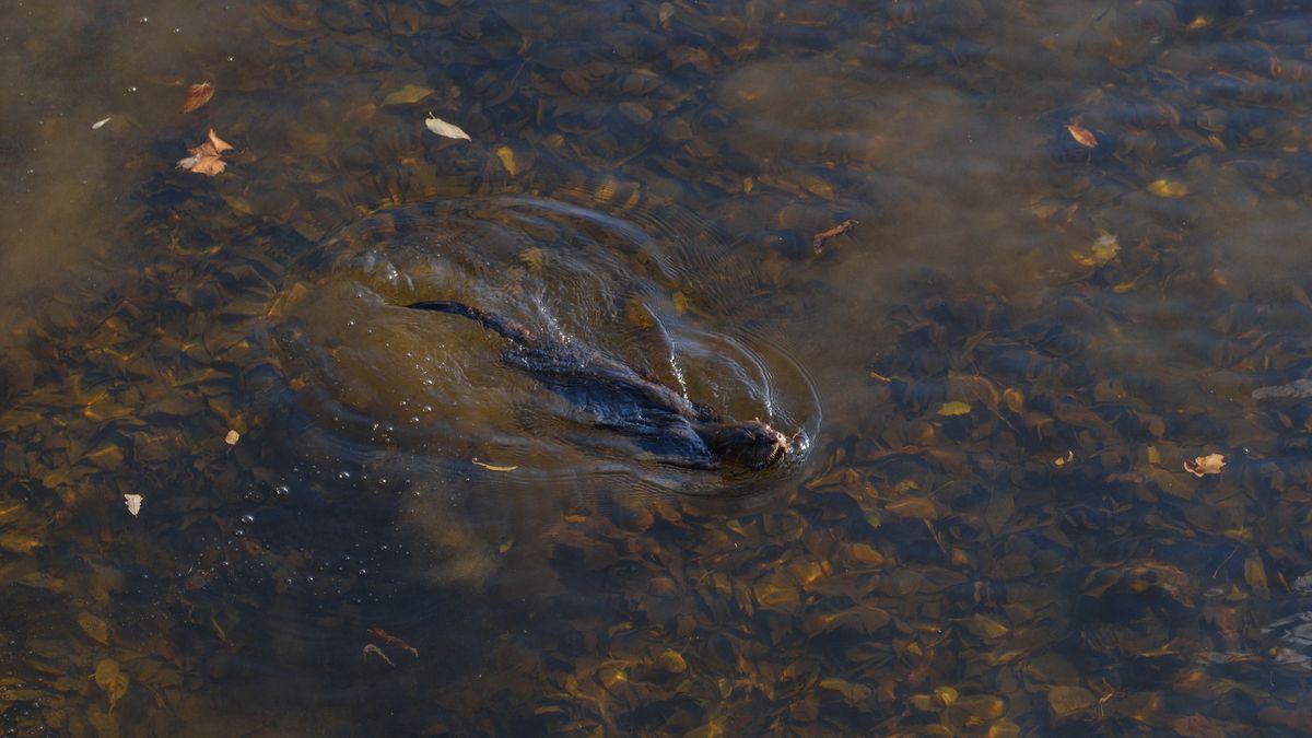 A North American River Otter catching fish in a river