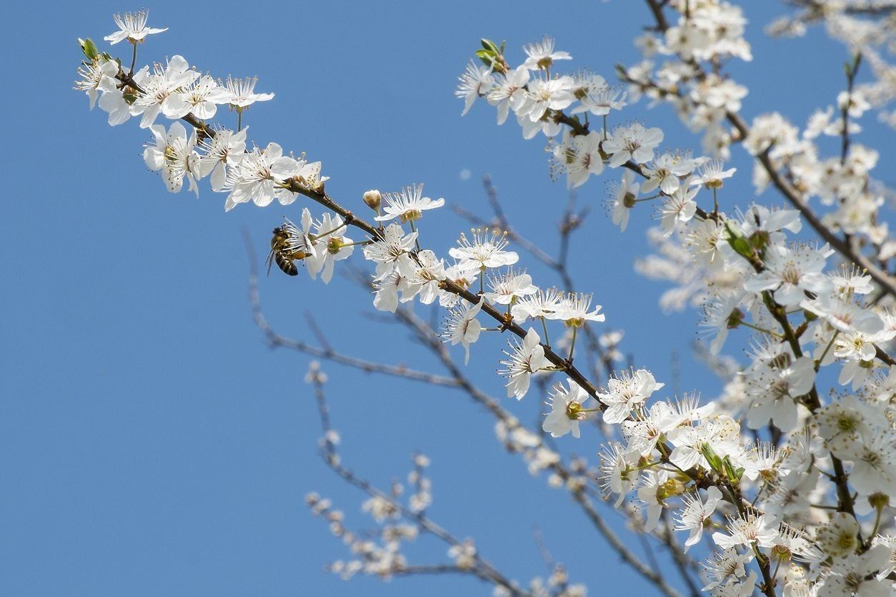 Allegheny Serviceberry Tree