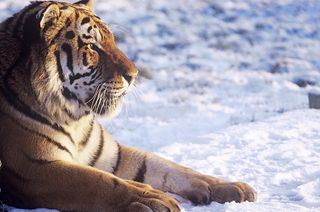 A Siberian tiger male (Panthera tigris altaica).