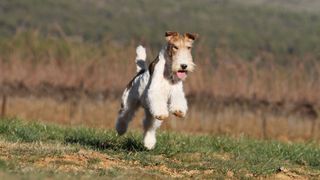 Wire fox terrier running in a field