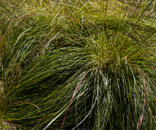 Prairie dropseed grass