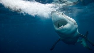 Great white shark with open jaws moves to the ocean surface.