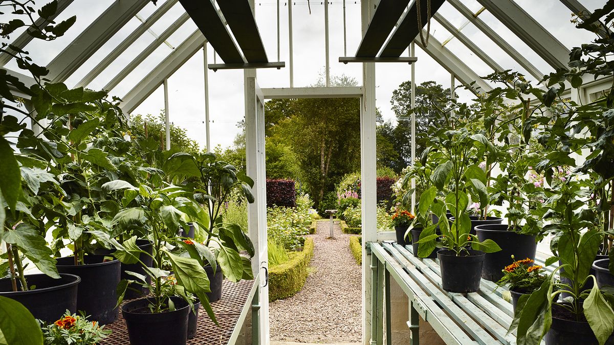 Learn how to clean a greenhouse: 4 essential steps | Homes & Gardens