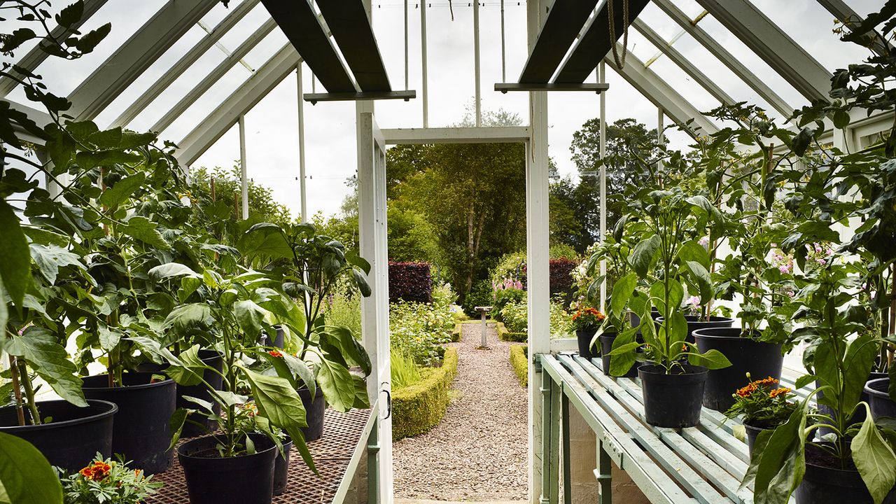 the inside of a clean and tidy greenhouse