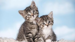 2 cute tabby kittens