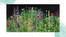 picture of tall wildflowers growing in garden