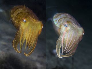 The same cuttlefish filmed only seconds apart.