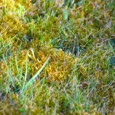 Moss growing in lawn