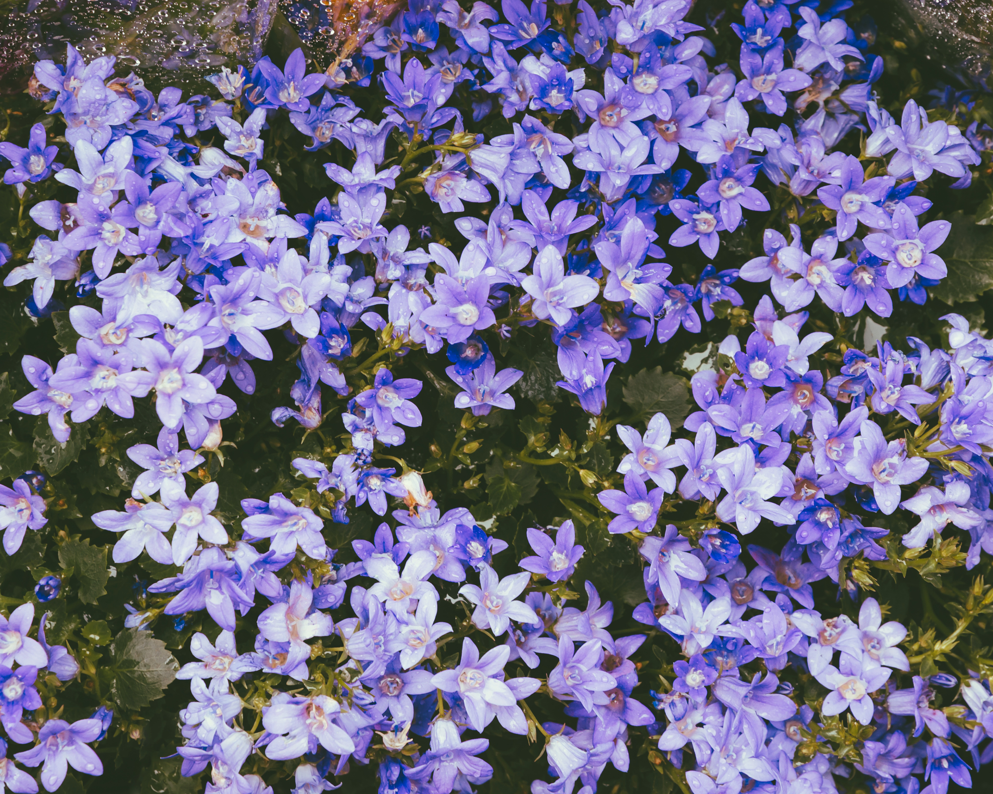 Beautiful blue waterfall bellflower