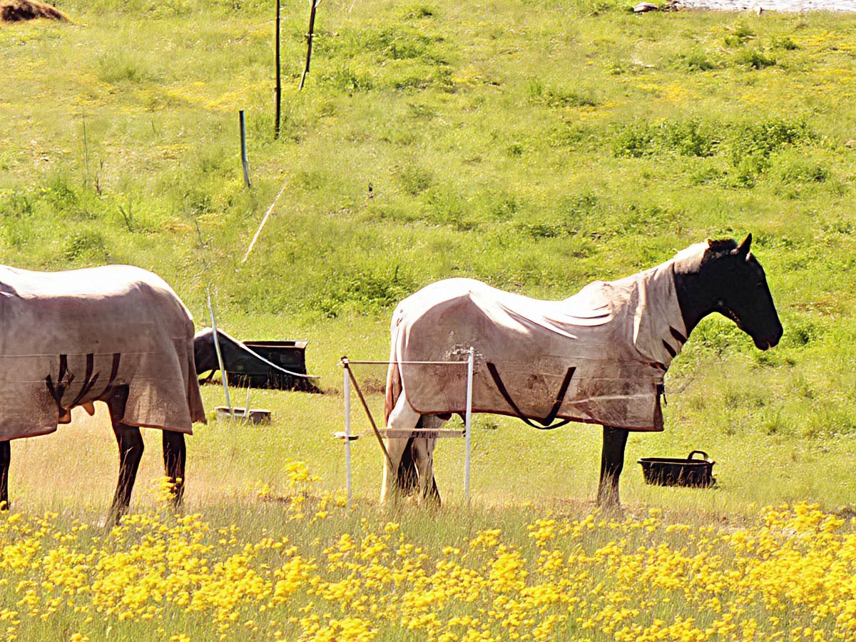 An AI-assisted zoom shot taken on the Honor 400 Pro 50x featuring a pair of horses