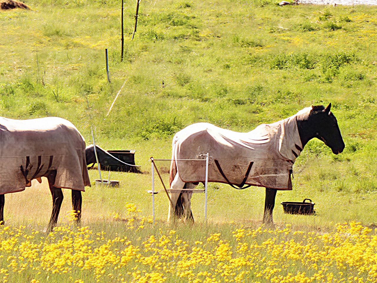 An AI-assisted zoom shot taken on the Honor 400 Pro 50x featuring a pair of horses
