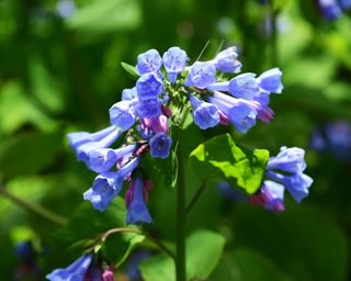 virginia bluebell flowers