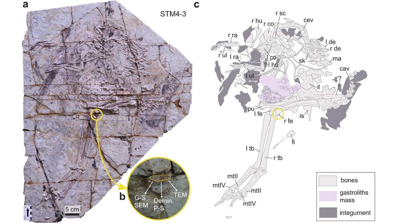 Here a photo of the full slab holding the Caudipteryx fossil, with a close-up of the right femur (b), where scientists found the intriguing cells.