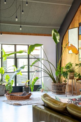 A bird of paradise houseplant