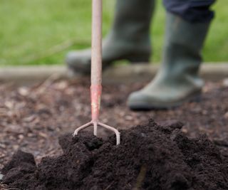Mulching with compost in a vegetable garden