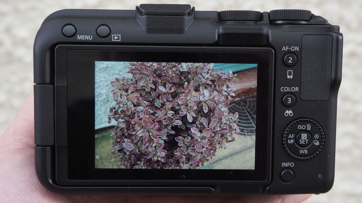 The LCD screen of the Canon EOS R50 V showing a picture of a flowery bush.