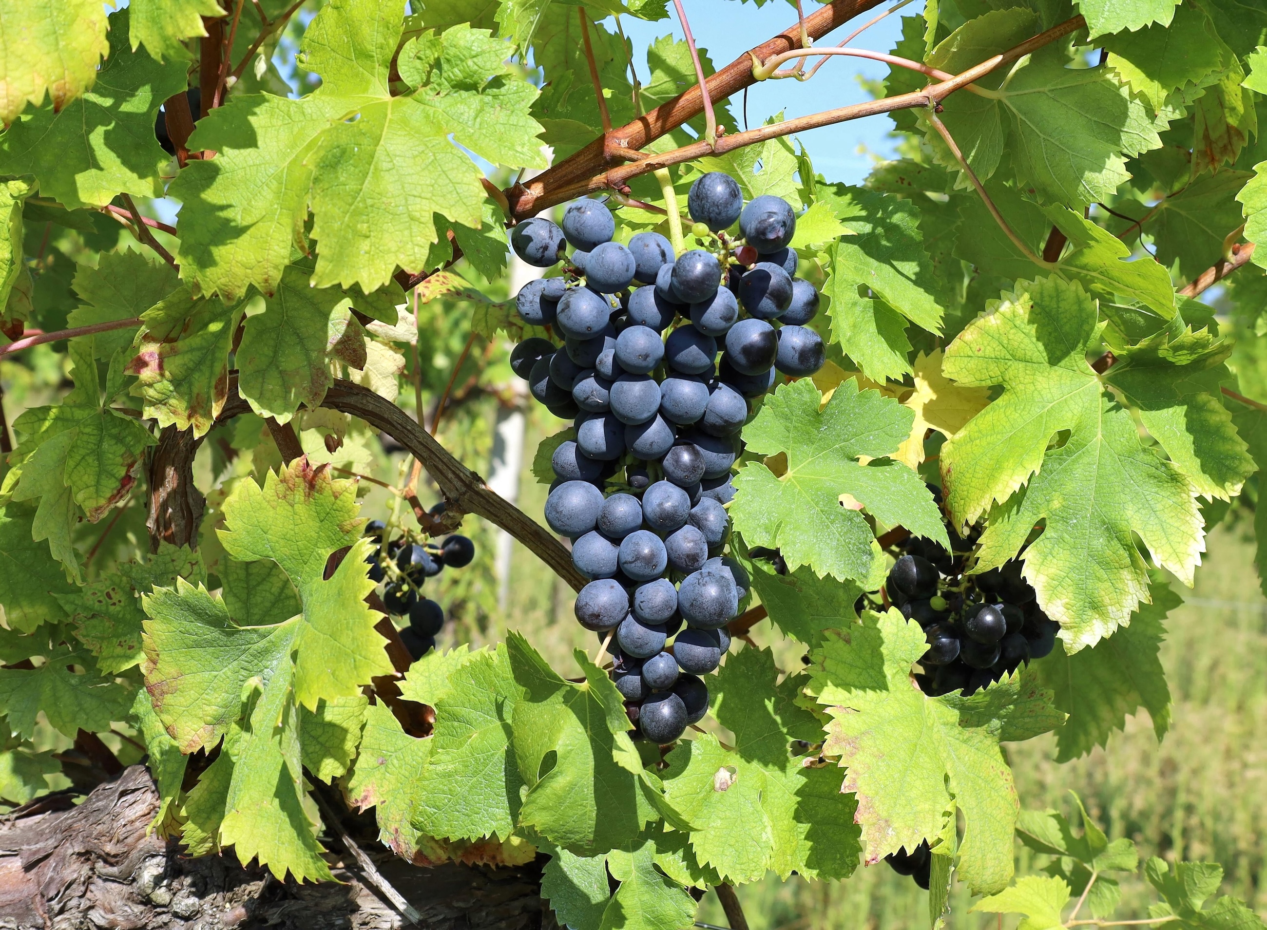 A Bunch of ripe Schioppettino grapes