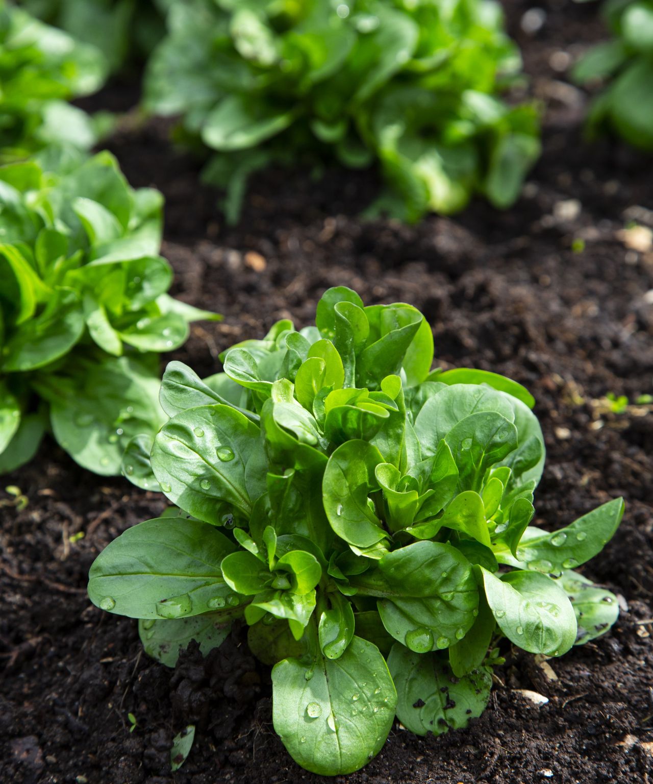 How to grow corn salad to add to your winter salads | Homes and Gardens