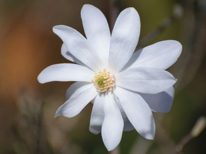 White Star Magnolia Flower