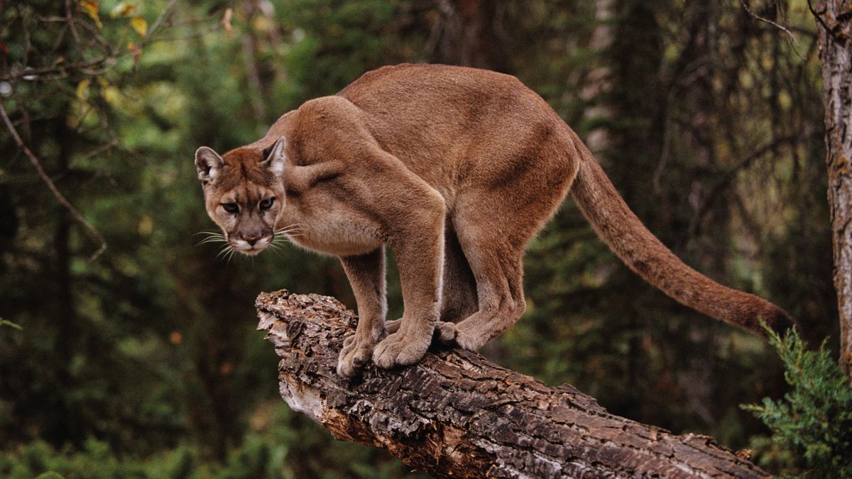 Mountain lion