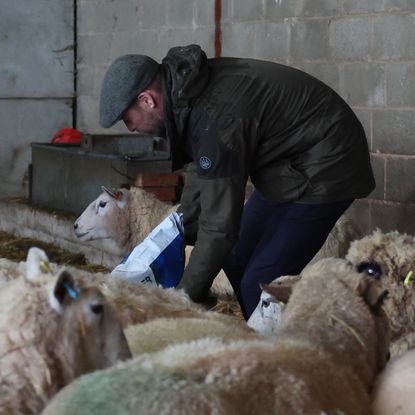 Prince William feeding sheep