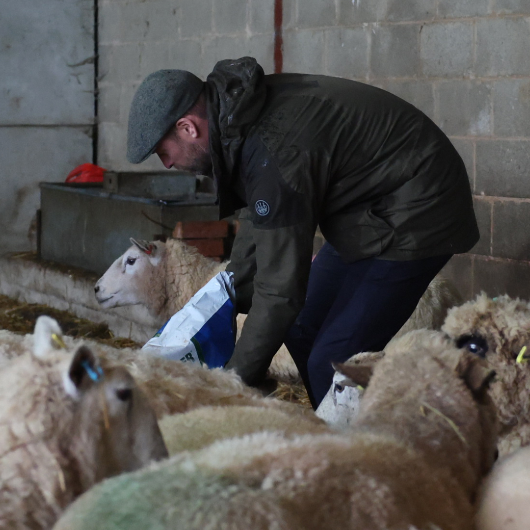 Prince William feeding sheep