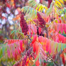 staghorn sumac in fall