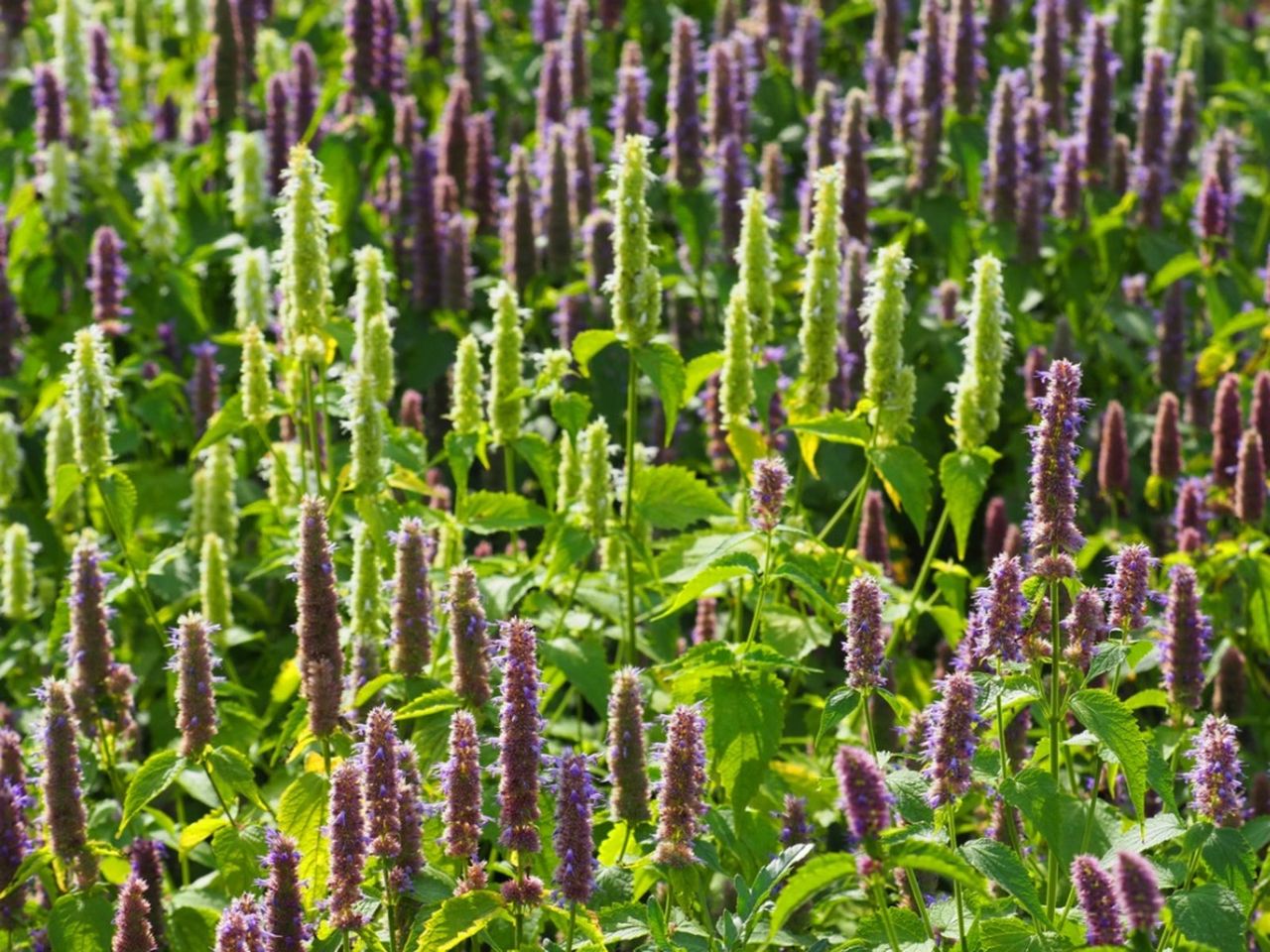 Agastache Flowers