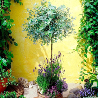 Anti-Mosquito Eucalyptus Gum Tree