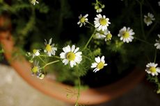 Potted Chamomile Plant