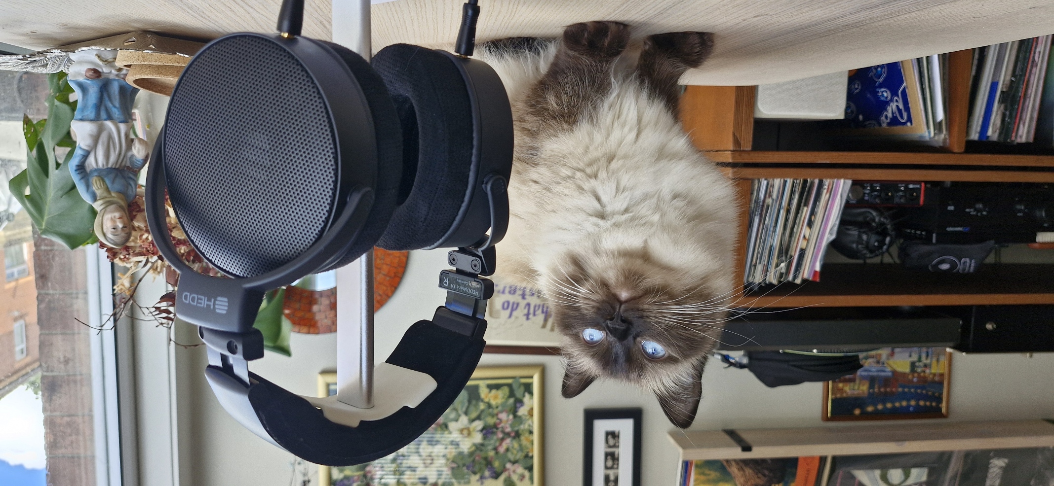 HEDD HEDDphone D1 close-ups in a home, on a beige table, and with a beautiful cat