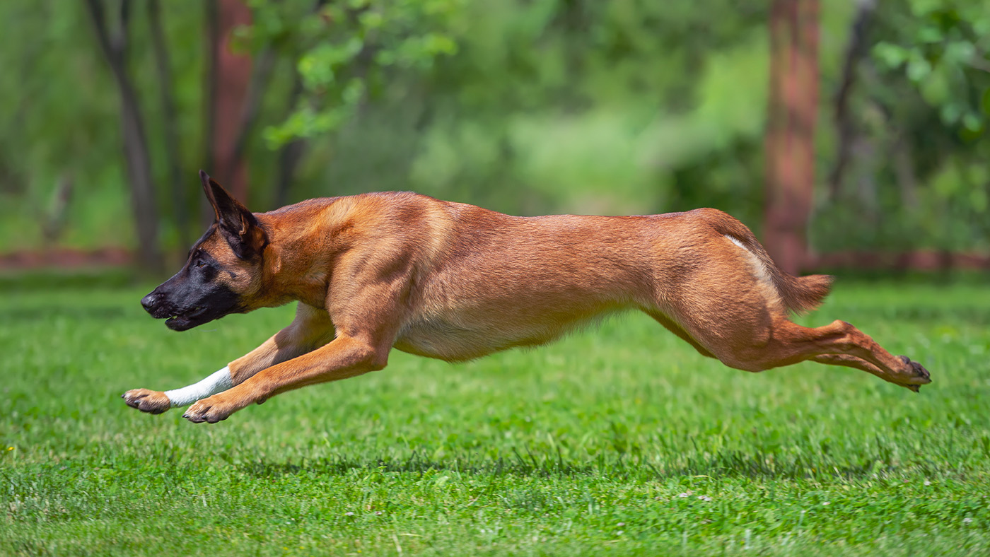 Belgian Malinois running
