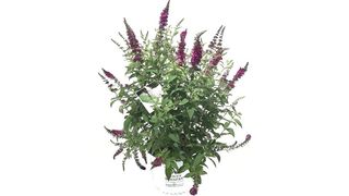 Premier Plant Solutions Proven Winners Miss Molly butterfly bush