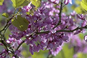 Cercis siliquastrum