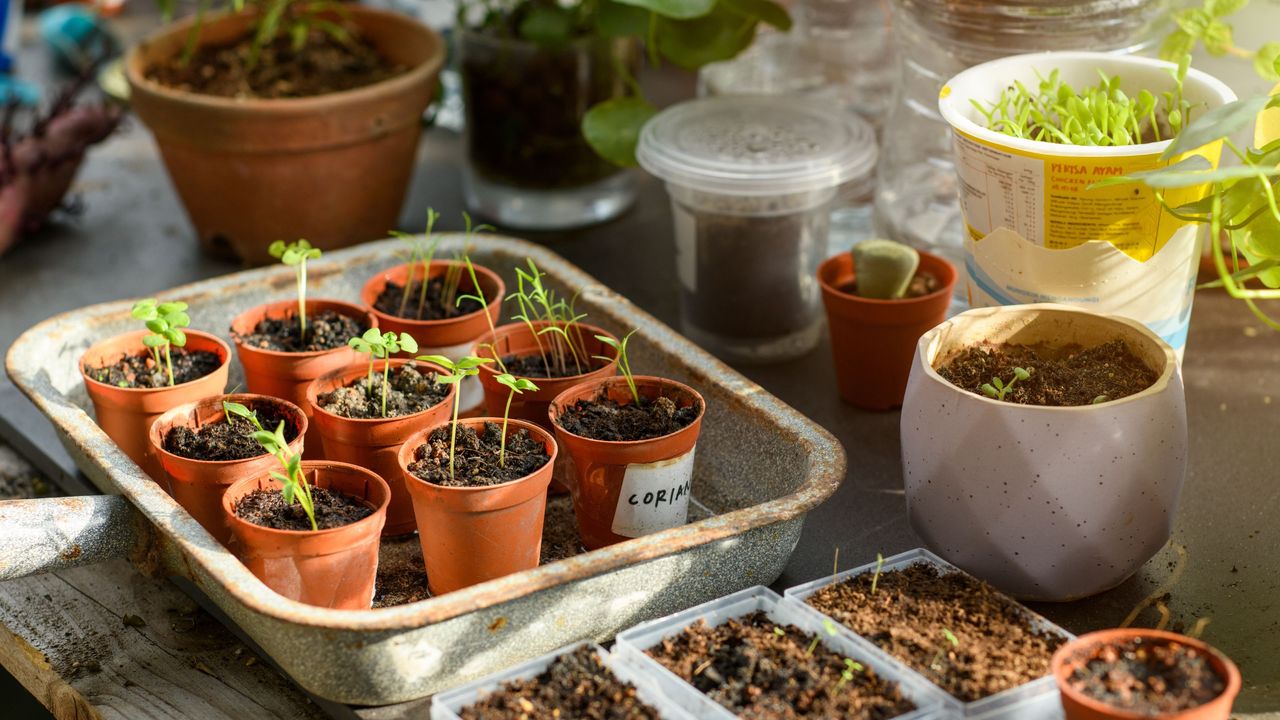 Seedlings including coriander growing in pots in seed tray