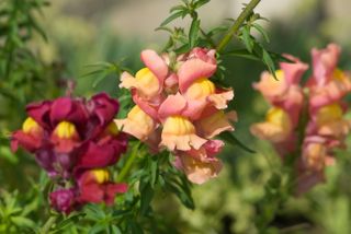 Snapdragons