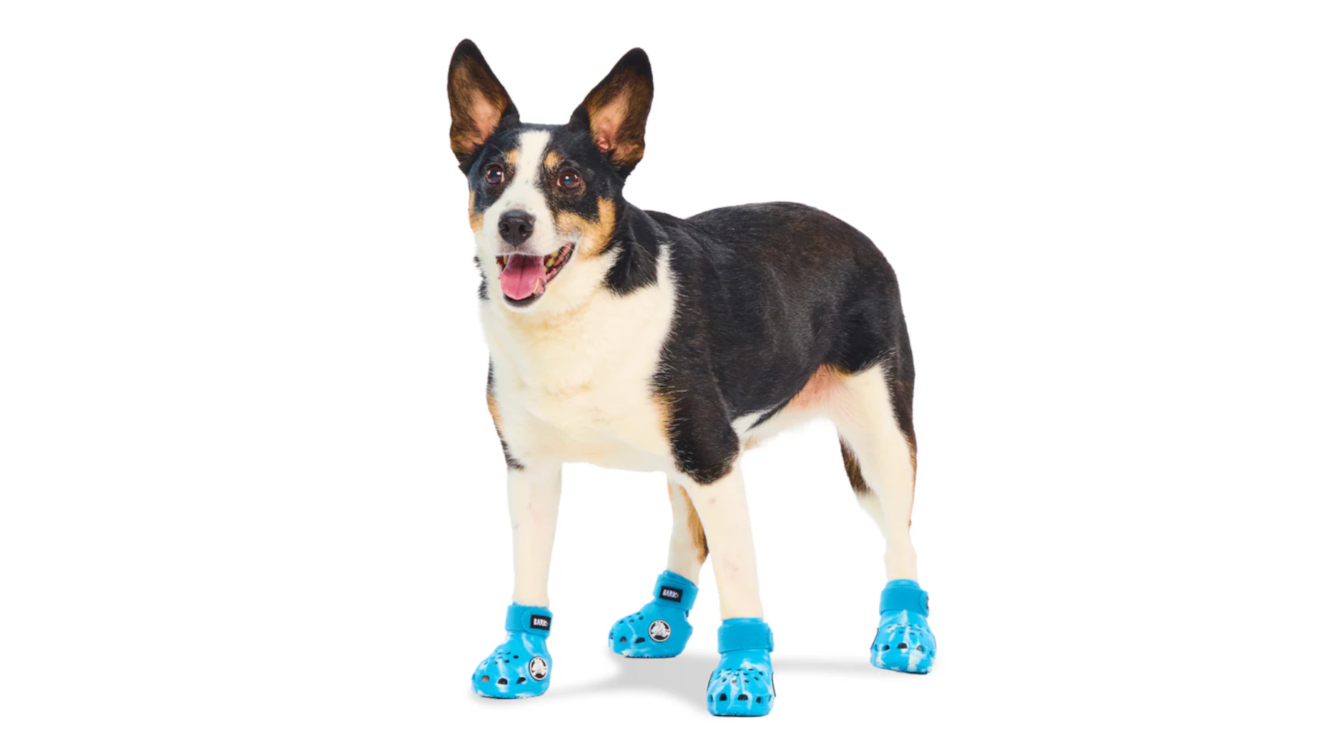 Dog stood up wearing blue crocs on paws