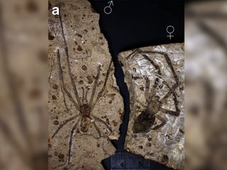 Largest Fossil Spider (Mongolarachnidae jurassica)