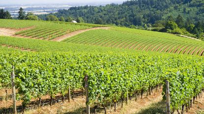 Oregon Wine Country instead of Napa Valley
