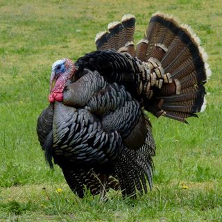 Wild turkeys are found in 49 of 50 states, an enormous turnaround after having disappeared from much of the country early in the 1900s.