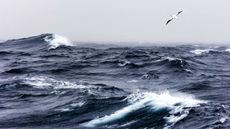 albatross flying over choppy waters