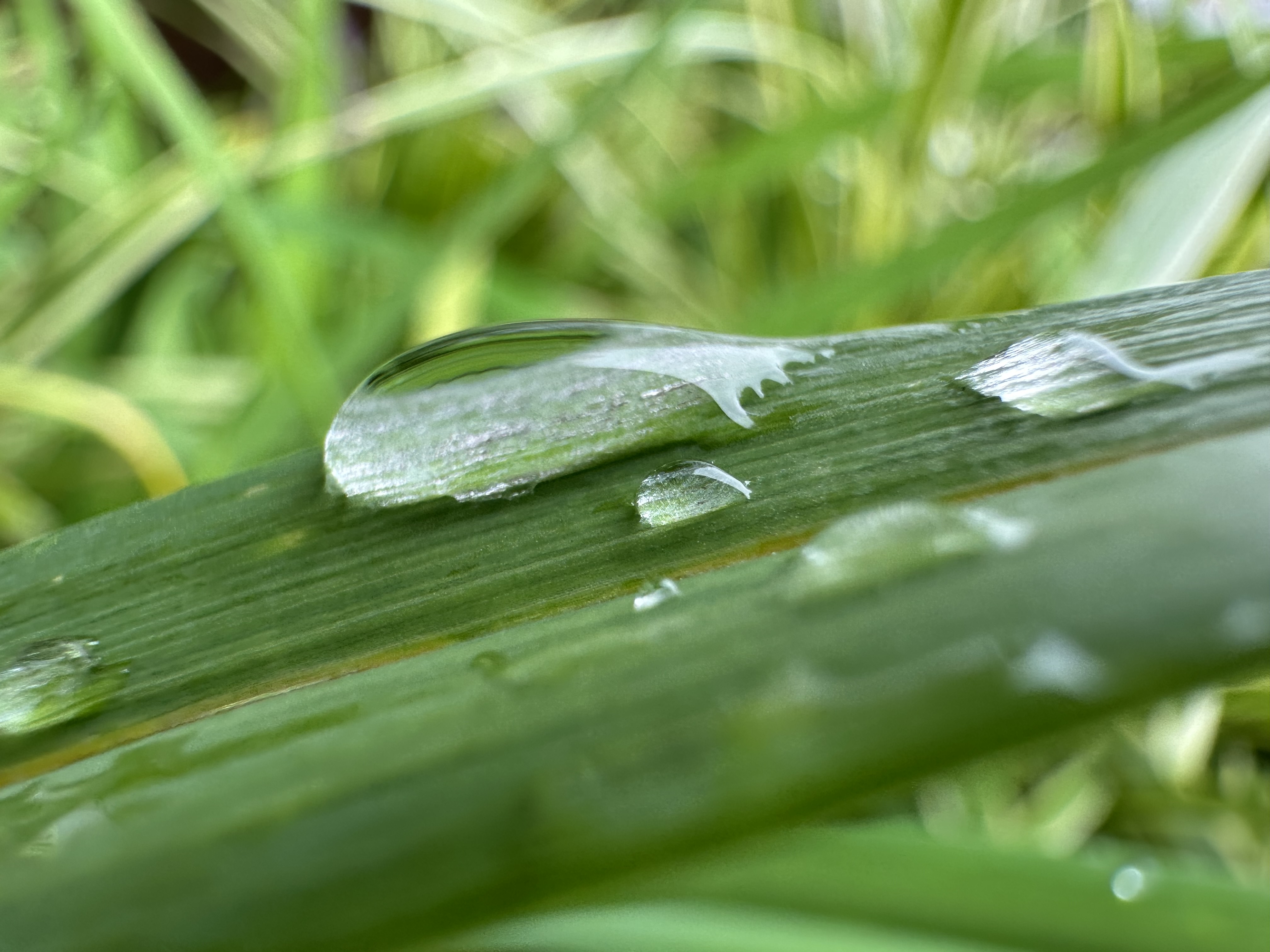 iPhone 14 Pro Max macro photography