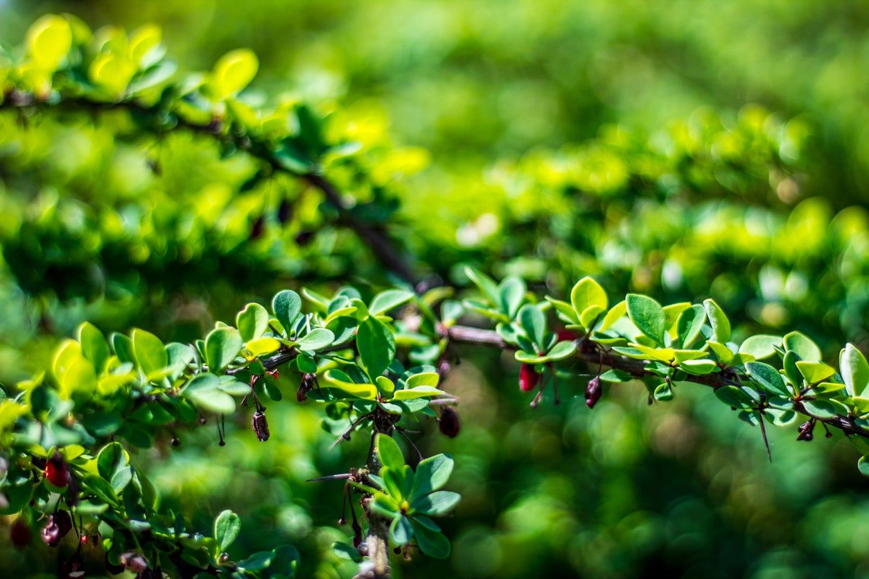 Yaupon Holly Shrubs