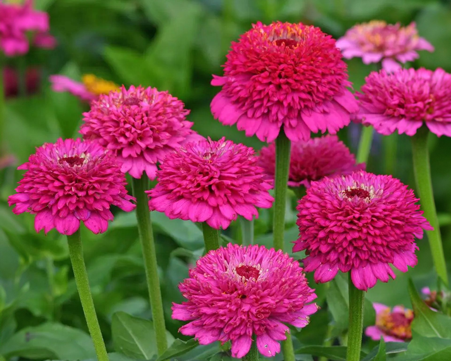 Zinderella Purple zinnia flowers